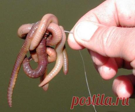 Зачем плевать на червя?
