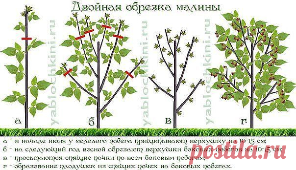 Обрезка малины по Соболеву | Самоцветик