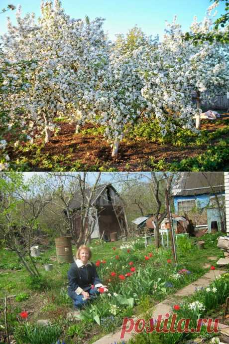 Новости интеллектуального развития: Весенние посевы и посадки на земле