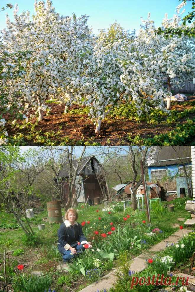 Новости интеллектуального развития: Весенние посевы и посадки на земле