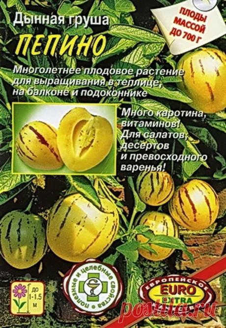 Дынная груша - Садоводка