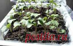 Цветная капуста советы по посадке. - Садоводка