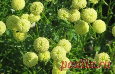 Выращивание сантолины: правила посадки, ухода, размножения (виды и сорта с фото)