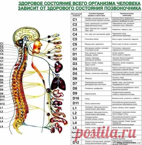 Здоровый позвоночник - это просто!