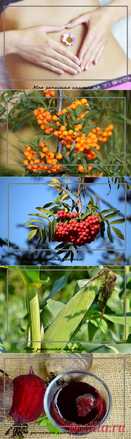 Как улучшить пищеварение самостоятельно | моя записная книжка | Яндекс Дзен