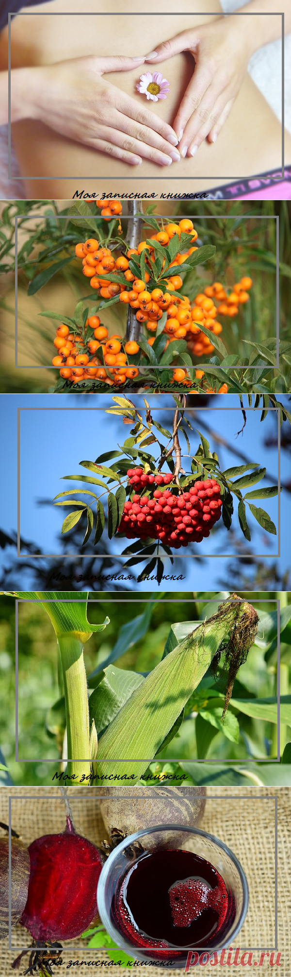 Как улучшить пищеварение самостоятельно | моя записная книжка | Яндекс Дзен