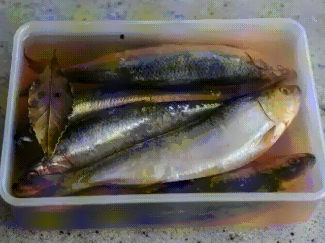 Как засолить селедку 
А какая получается вкуснятина… Больше никогда не покупаю магазинную соленую селедку!
Скажу вам более… этот рецепт великолепно подходит для засолки скумбрии и любой красной рыбы.
Ингредиенты
- сельдь – 1 кг;
- поваренная соль – 6 стол. ложки без горки;
- перец душистый горошком – 10 шт.;
- сахарный песок – 3 стол. ложки;
- лавровый лист – 3-4 шт.;
- вода – 1 литр.
Приготовление
1. Наливаем в кастрюлю воду и доводим ее до кипения.
2. Добавляем к воде сахарный песок, поваренну