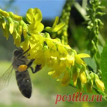 ДОННИК ЖЕЛТЫЙ ЛЕЧЕБНЫЕ СВОЙСТВА, РЕЦЕПТЫ, ПРОТИВОПОКАЗАНИЯ