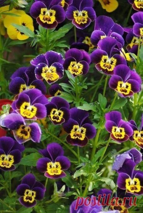 И Анютиных Глазок стая
    Бархатистый хранит Силуэт -
       Это Бабочки, улетая,
          Им оставили свой Портрет...
                 Анна Ахматова