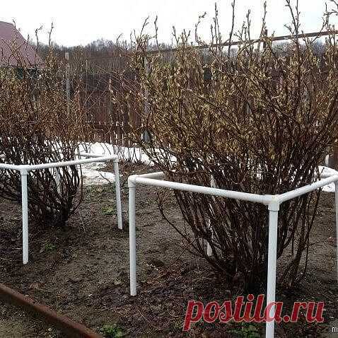 КУСТОДЕРЖАТЕЛИ!