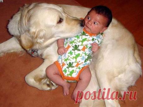 Собаки няни-фото