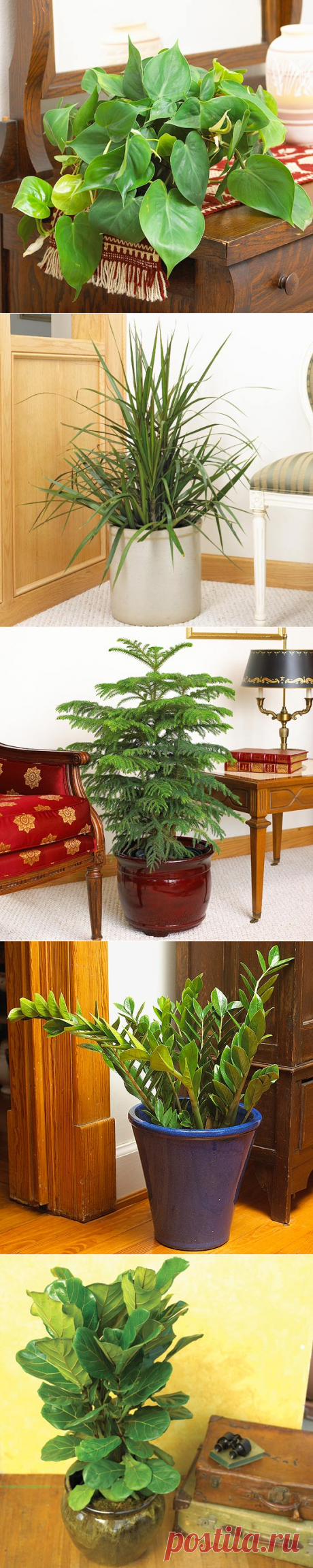 КОМНАТНЫЕ РАСТЕНИЯ С КРАСИВЫМИ ЛИСТЬЯМИ И РЕДКИМ ПОЛИВОМ