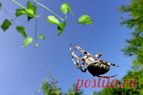 The "Flying" Spider | Actually this spider does not belong t… | Flickr