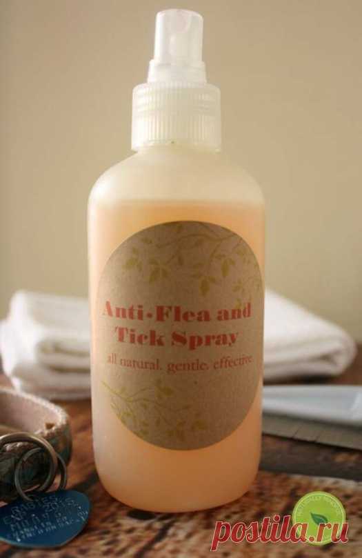 Как сделать антипаразитный ошейник для питомца без грамма химии