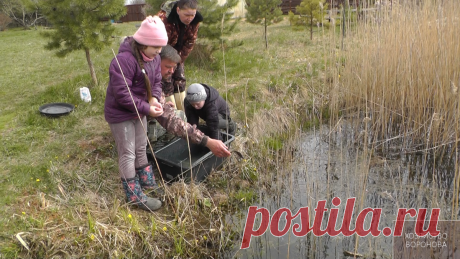 Зарыбил окуня в пруд на семейной Эко-ферме | Хозяйство Воронова | Яндекс Дзен