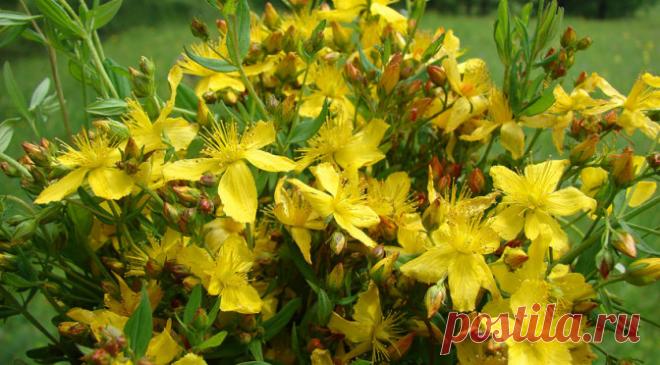 Молодость в твоих руках | Косметология. Уход за лицом. Маски для лица. Уходы. Психология отношений. Для души. Фитнес. Здоровое питание. Диеты. Сайт косметолога.