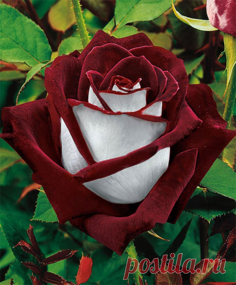 The Magnificent And Beautiful Osiria Rose - Very Funny Pictures Click to see the pic and write a comment...