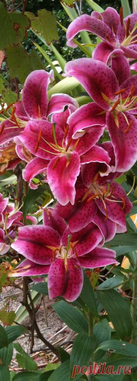 luxelegantopulence:
“♔ Stargazer Lilies ”