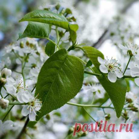 Какие деревья следует высаживать около дома — приметы от наших бабушек | 6 соток