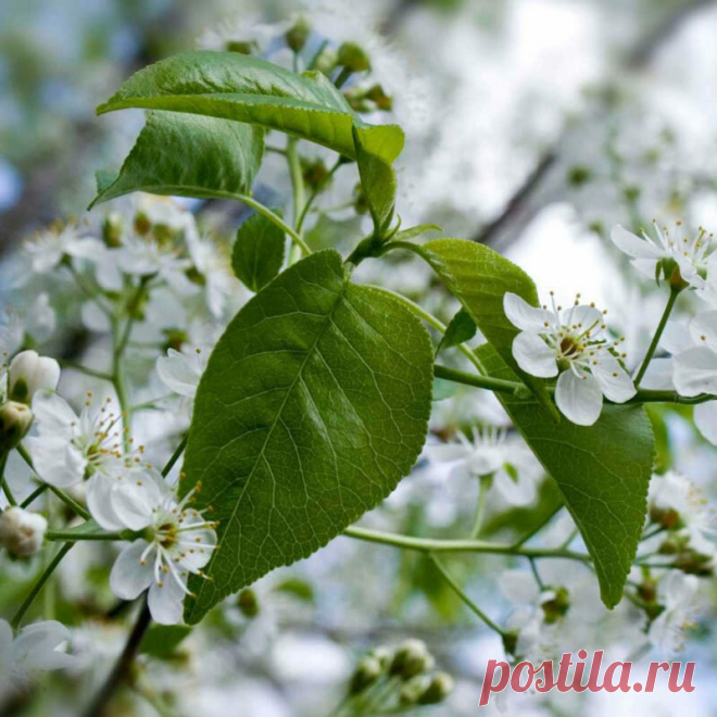 Какие деревья следует высаживать около дома — приметы от наших бабушек | 6 соток