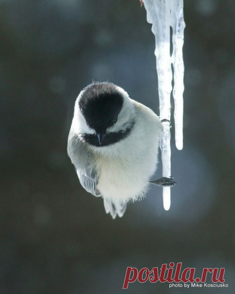 A fragile perch! | Animals | Birds