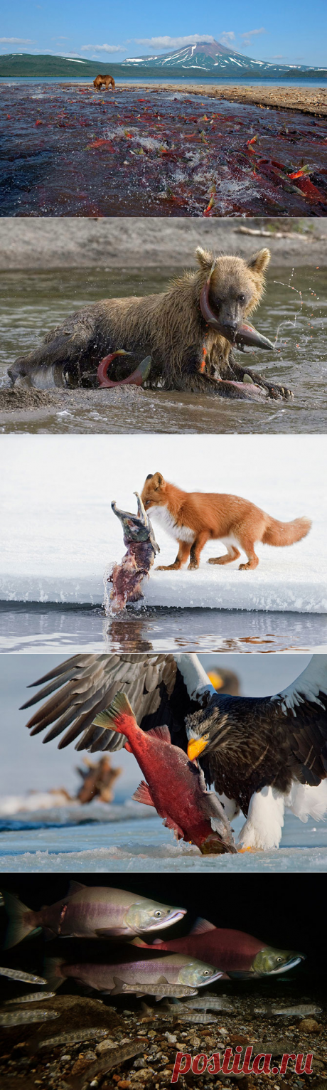 Нерест нерки на Курильском озере