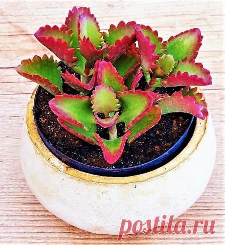 Kalanchoe Sexangularis - Suculenta  Nativa do Zimbabwe, essa suculenta é muito atraente, principalmente quando cultivadas em sol pleno, o que deixa suas folhas completamente vermelhas. Muito utilizada na ornamentação de 'jardins de pedra' onde se destaca dentre as demais suculentas, mas podem fácilmente serem cultivadas em vasos onde recebam boa luminosidade. Pode atingir até 1 metro de altura, e por ser uma planta muito rústica, se adapta bem em todo território brasileiro...