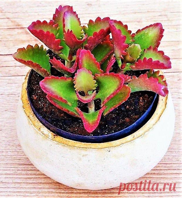 Kalanchoe Sexangularis - Suculenta  Nativa do Zimbabwe, essa suculenta é muito atraente, principalmente quando cultivadas em sol pleno, o que deixa suas folhas completamente vermelhas. Muito utilizada na ornamentação de 'jardins de pedra' onde se destaca dentre as demais suculentas, mas podem fácilmente serem cultivadas em vasos onde recebam boa luminosidade. Pode atingir até 1 metro de altura, e por ser uma planta muito rústica, se adapta bem em todo território brasileiro...