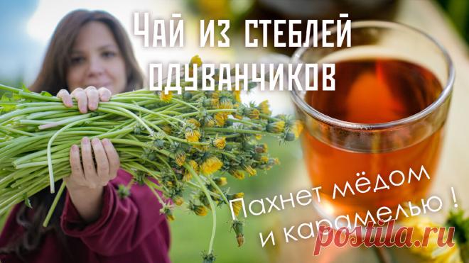 Готовим чай из стеблей (!) одуванчика — пахнет карамелью и шоколадом | Вредная тётка – Катерина Лебедева | Дзен
