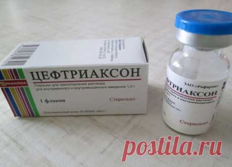 Цефтриаксон для кошек: 💉 инструкция по применению, дозировка