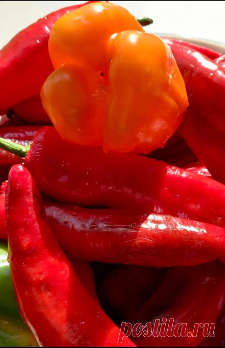 Лечо на зиму. Готовится просто, а вкус потрясающий. Любимый рецепт нашей семьи. Сколько не готовлю, всегда не хватает. | Люсин сад | Дзен