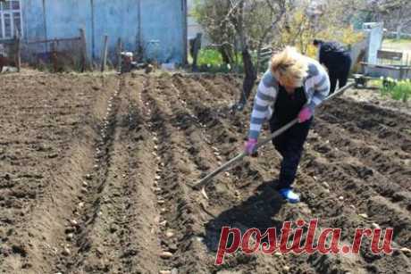Страстная неделя: можно ли сажать картошку и другие культуры в этот период