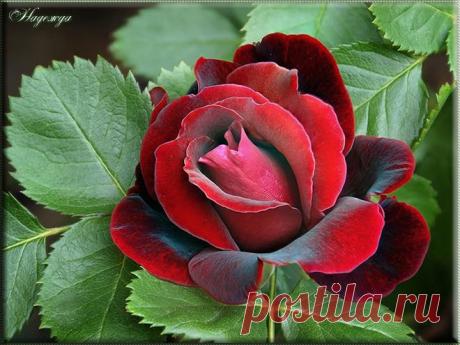 h-2001.jpg (660×495)