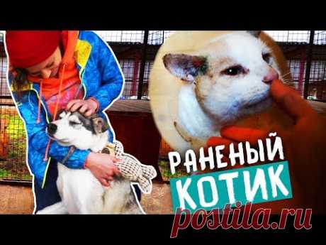 ПОМОГАЮ БЕЗДОМНЫМ ЖИВОТНЫМ! ИСТОРИИ СПАСЕНИЯ СОБАК и КОШЕК
