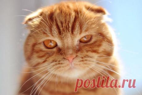 Красивейшие породы кошек