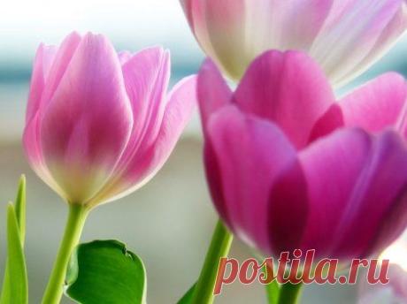 WallpapersMania Весна #3 » MegaLife - бесплатно скачать игры, софт, музыку, обои и все для кибер простора.