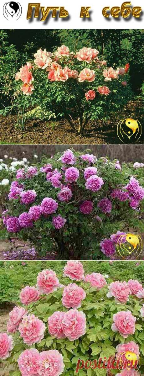 Пион древовидный – посадка, уход и размножение