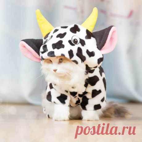 Котики в карнавальных костюмах. Подборка фотографий для поднятия настроения! | 😺 ПетКлаб | Яндекс Дзен