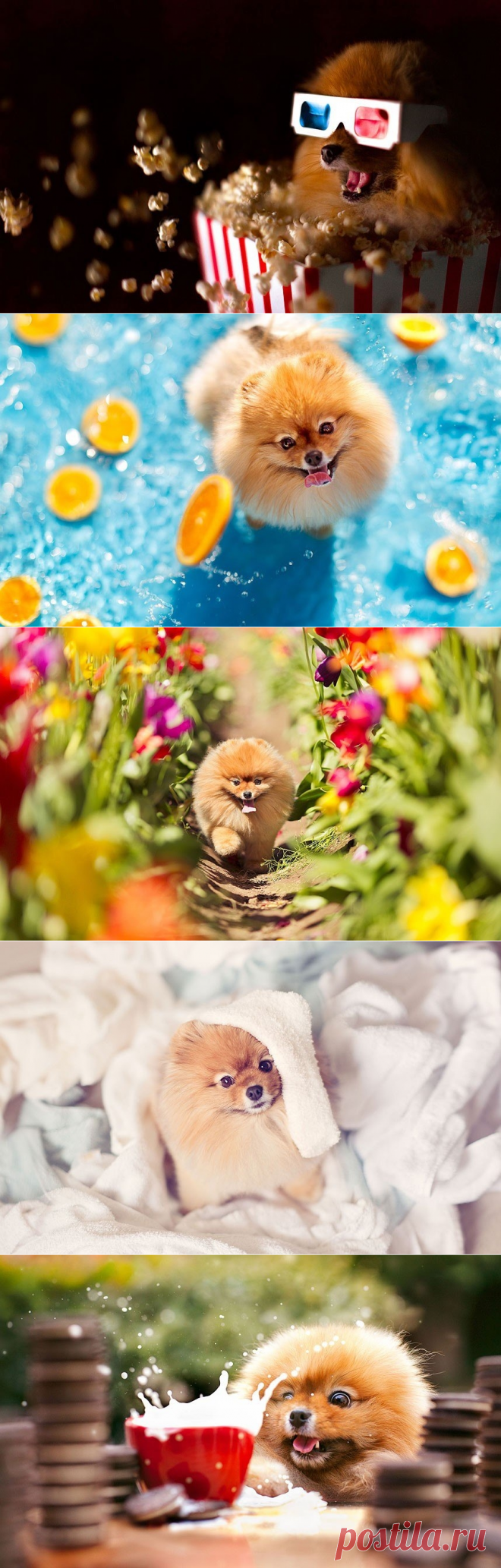 Флинт - звездный пес - Путешествуем вместе