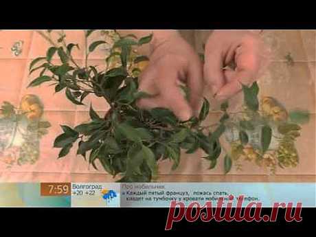 Как сформировать крону фикуса - YouTube