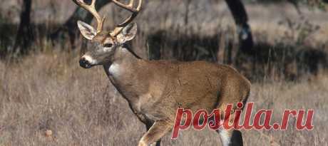 Биологи из Университета Нью-Гэмпшира обнаружили самую длинную дистанцию, которую прошел взрослый самец белохвостого оленя. Причина путешествия остаётся загадкой – а она важна, ведь этот вид является важным звеном экосистемы и может отражать её состояние.