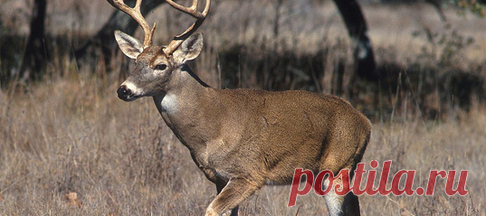 Биологи из Университета Нью-Гэмпшира обнаружили самую длинную дистанцию, которую прошел взрослый самец белохвостого оленя. Причина путешествия остаётся загадкой – а она важна, ведь этот вид является важным звеном экосистемы и может отражать её состояние.