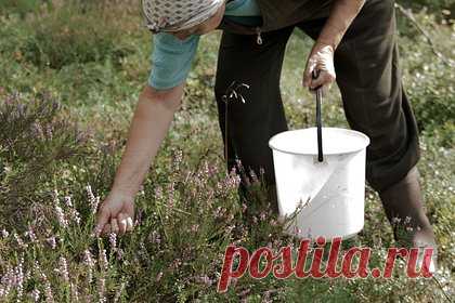 Россиянин заманил пенсионерку на сбор ягод и изнасиловал у кладбища. В Красноярском крае правоохранительные органы ведут поиск 39-летнего мужчины, подозреваемого в изнасиловании 64-летней пенсионерки. Разыскивается Алексей Васильев, худощавого телосложения, лысый, занимается сбором грибов, цветов, ягод и торгует ими в различных районах Красноярска.