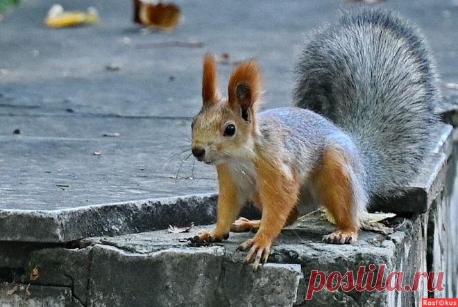 Фото: А что принёс...?. Репортажный фотограф Николай Саржанов. Фото животных. Фотосайт Расфокус.ру