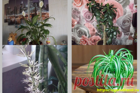 Неприхотливые цветы для дома Когда в доме растут цветы, атмосфера всегда иная. Присутствует частичка доброты, душевн