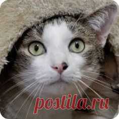 Pictures of Meadow a female Domestic Shorthair for adoption in Long Beach, NY who needs a loving home. Meadow is bonded with Damien & should be adopted with him. Available at Posh Pets Rescue.