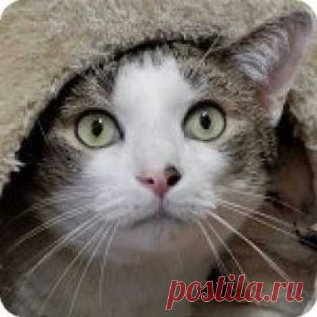 Pictures of Meadow a female Domestic Shorthair for adoption in Long Beach, NY who needs a loving home. Meadow is bonded with Damien & should be adopted with him. Available at Posh Pets Rescue.