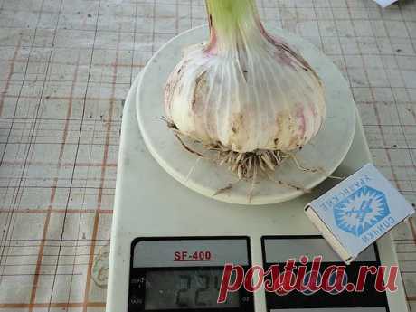 как вырастить чеснока большой урожай без грядки...