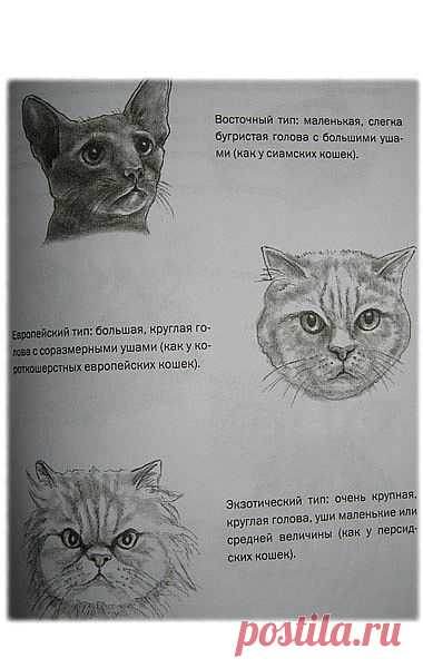 рисуем кошку карандашом