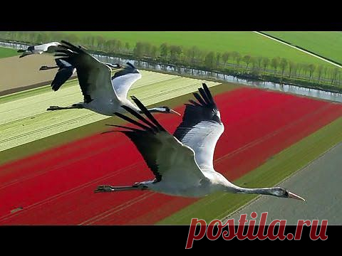 (+1) - Полет до самого рая! | ВИДЕОСМАК